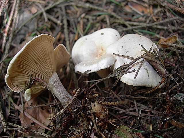 I funghi della foresta di Thann